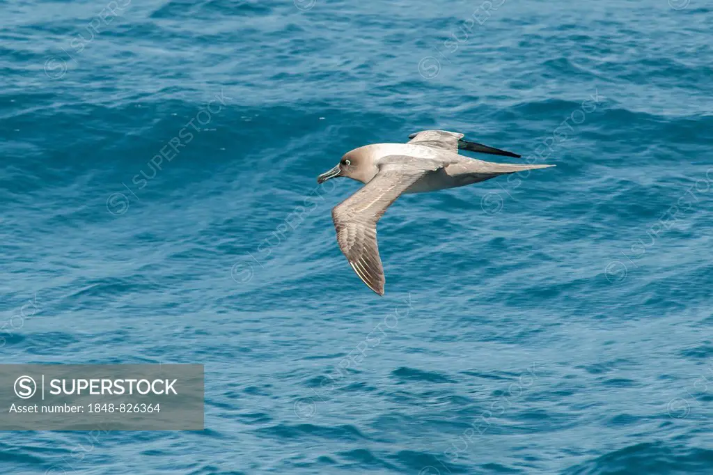 Sooty Albatross (Phoebetria fusca) in flight, Bay of Isles, South Georgia and the South Sandwich Islands, British overseas territory