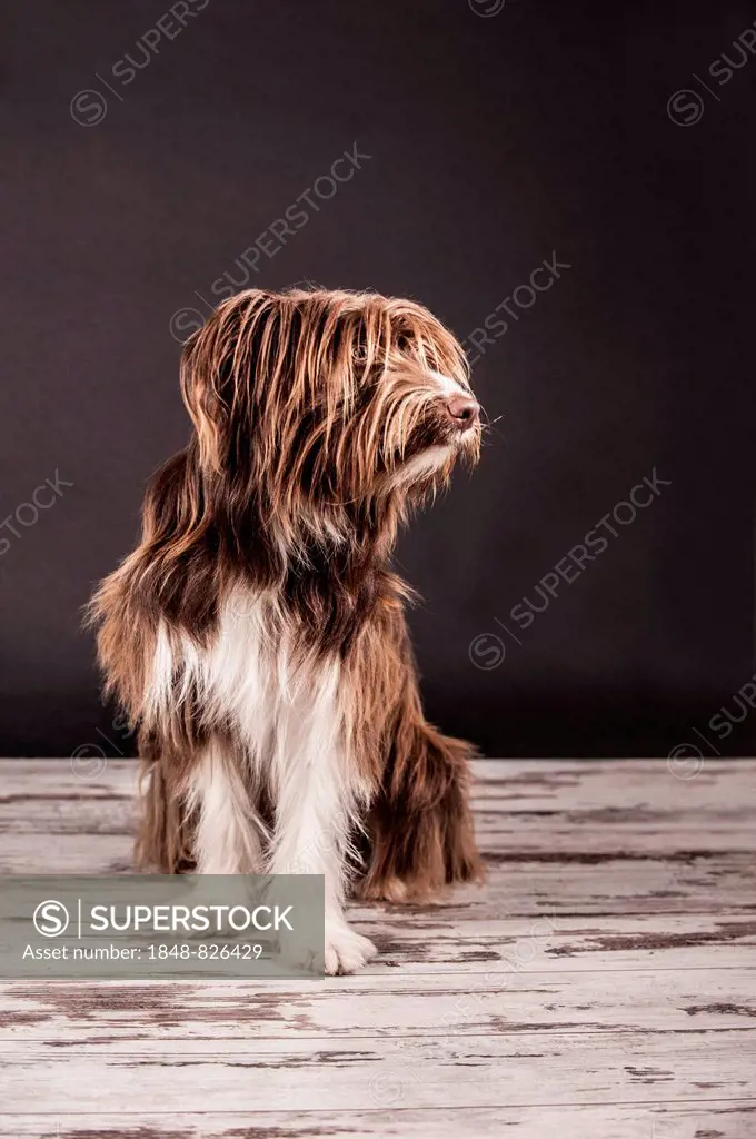 Sitting brown mixed-breed dog
