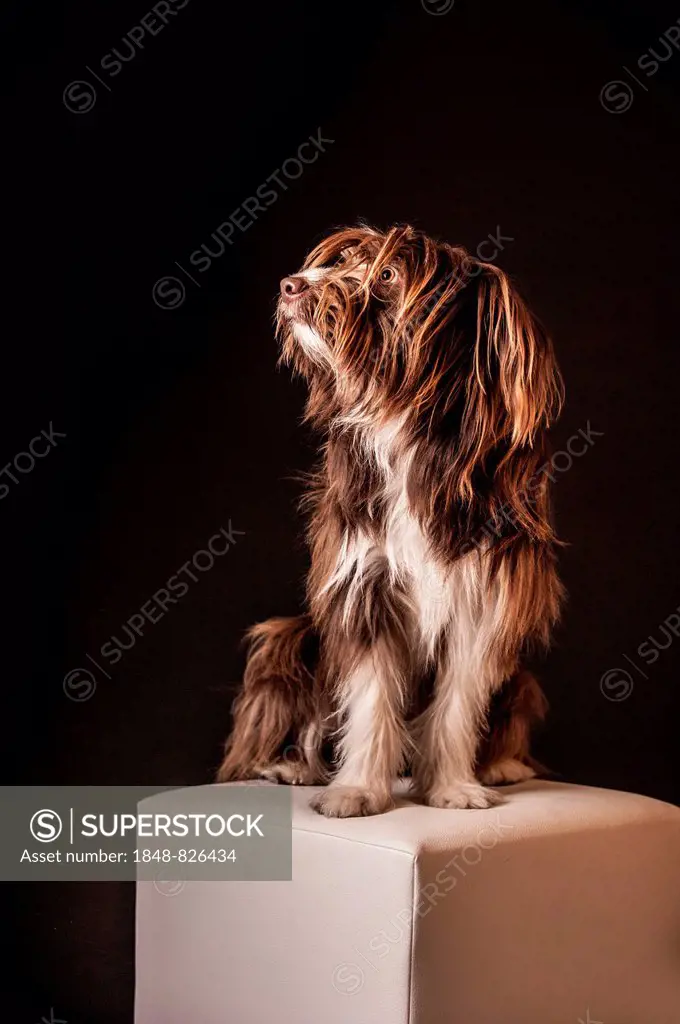 Brown mixed-breed dog sitting on a stool