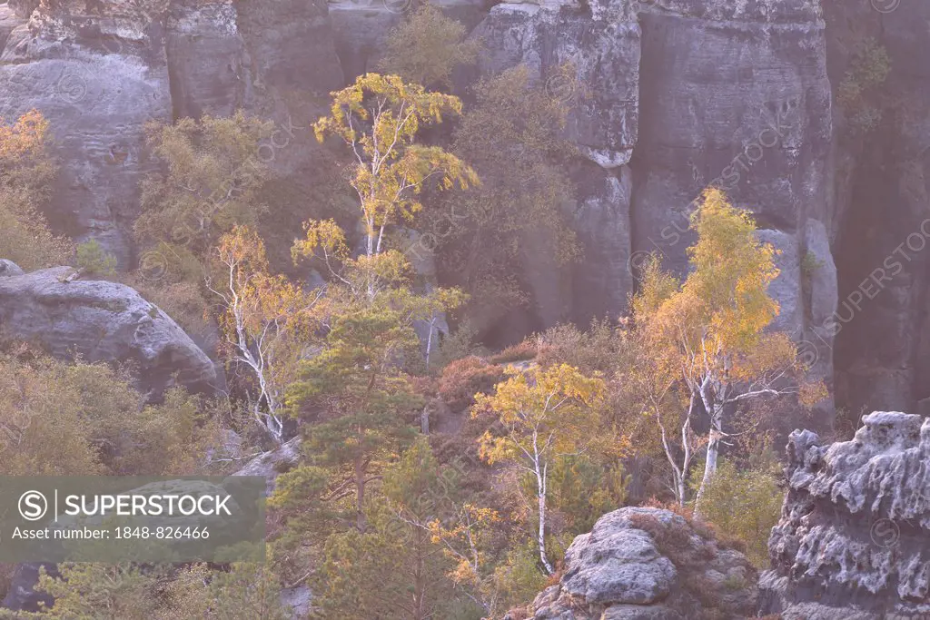 Rocks and birches in the Elbe Sandstone Mountains in the morning mist in autumn, Saxon Switzerland, Bad Schandau, Saxony, Germany