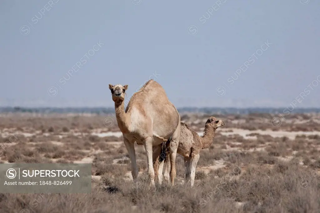 Dromedary or Arabian Camel (Camelus dromedarius) with a calf, Dhofar, Oman
