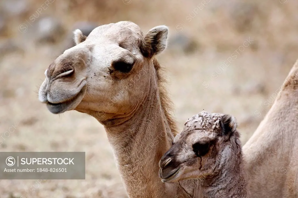 Dromedary or Arabian Camel (Camelus dromedarius) with a calf, Dhofar, Oman