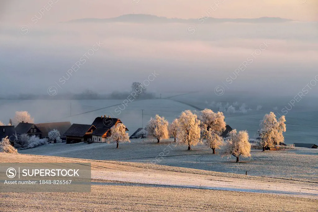 Wintry landscape in hoarfrost with farm and fruit trees, Beinwil, Canton of Aargau, Switzerland