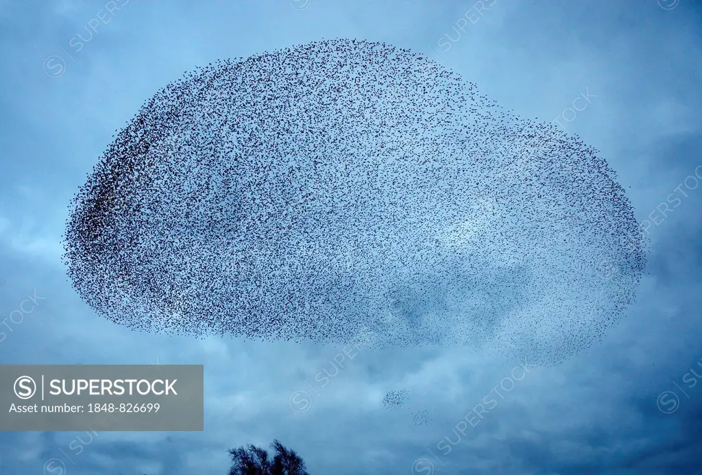 Starlings (Sturnus vulgaris), a murmuration, large flock in the sky prior to going down to roost, Gretna, Scotland, United Kingdom