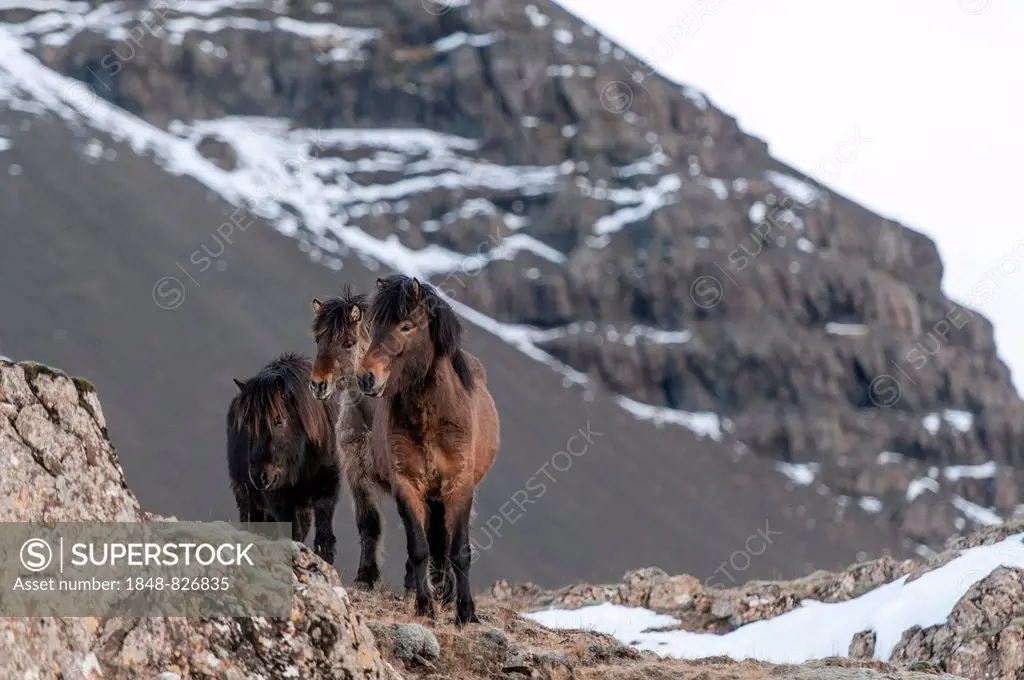 Icelandic horses, captive, Eastern Region, Iceland