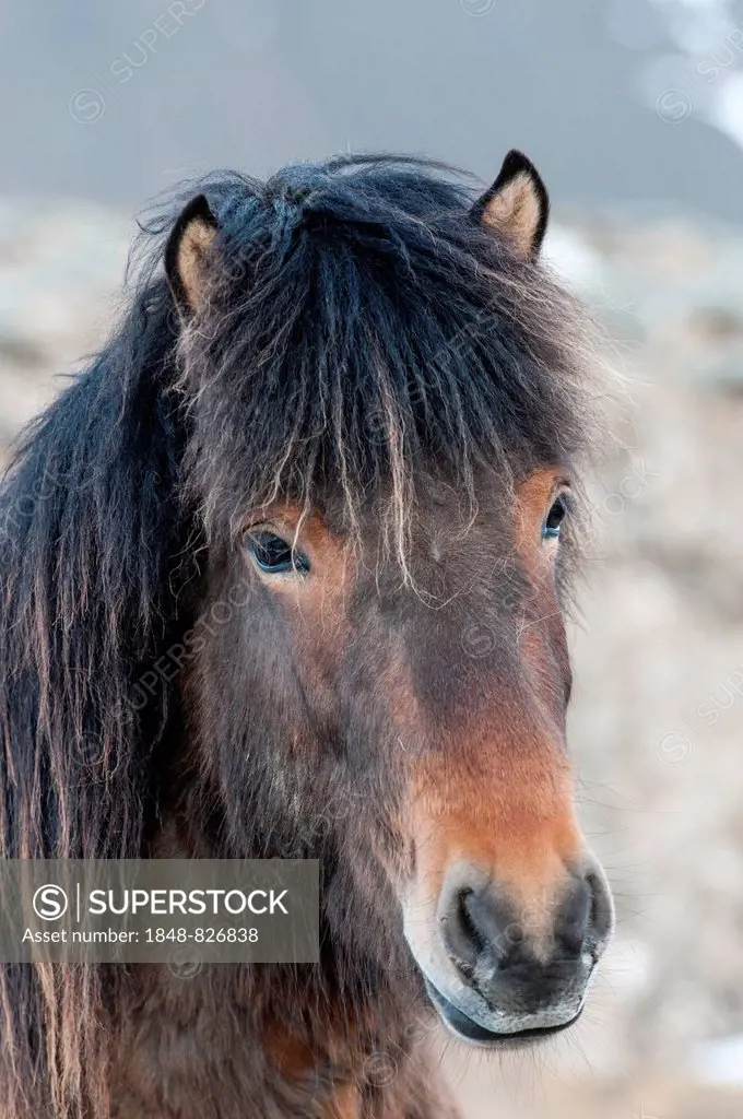 Icelandic horse, captive, Eastern Region, Iceland