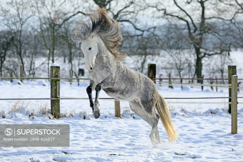 Andalusian in the snow