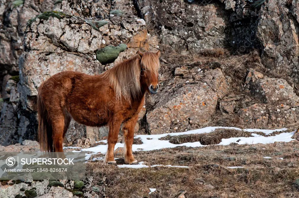 Icelandic horse, captive, Eastern Region, Iceland