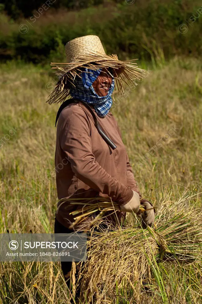 Rice farmer harvesting rice, Battambang, Cambodia