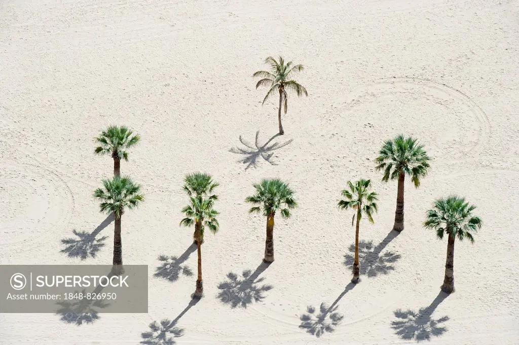 Palm trees on the beach, Playa de las Teresitas, Santa Cruz, Tenerife, Canary Islands, Spain