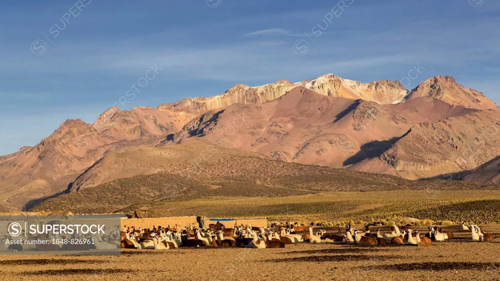 Llamas (Lama glama), Sajama National Park, Altiplano Highlands, Bolivia