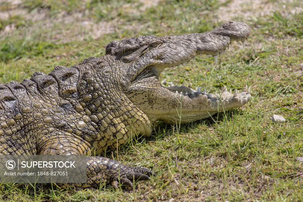 Nile Crocodile (Crocodylus niloticus) at the Chobe river, Botswana