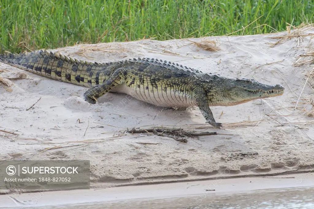 Nile Crocodile (Crocodylus niloticus) at the Zambezi river, southern Zambia