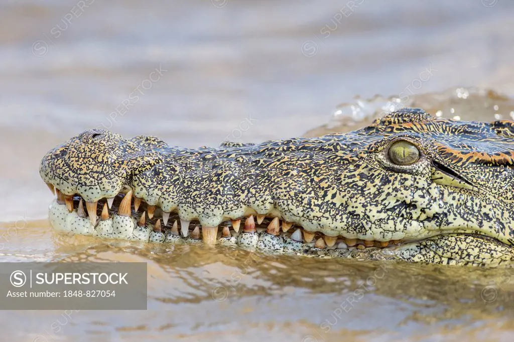 Nile Crocodile (Crocodylus niloticus), Zambezi river, southern Zambia