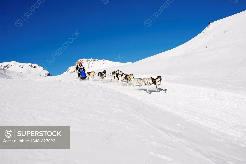 Alpine Trail Sled Dog Race 2012, Huskies, above Lü, Val Müstair, Engadin, Switzerland