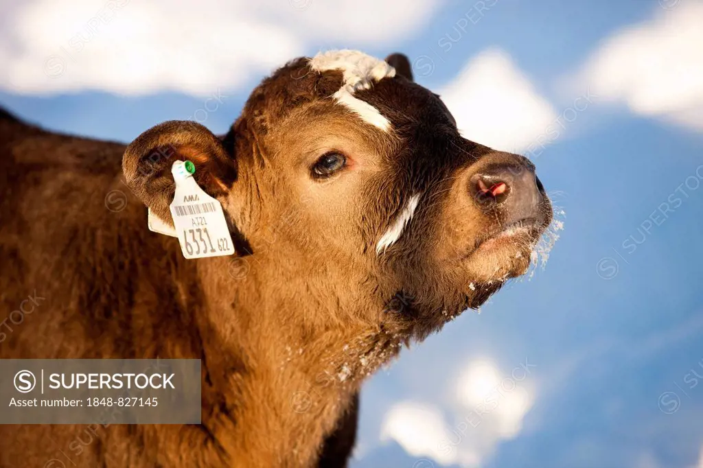 Calf in the snow, half-breed Angus and Simmental Cattle, North Tyrol, Austria