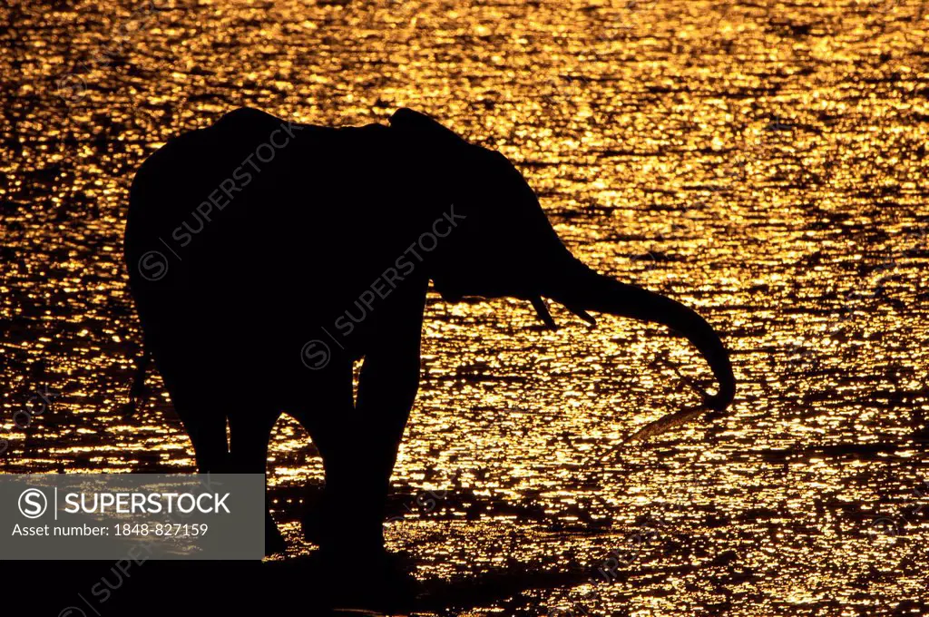 African Bush Elephant (Loxodonta africana), silhouette, Chobe Waterfront, Chobe National Park, Botswana