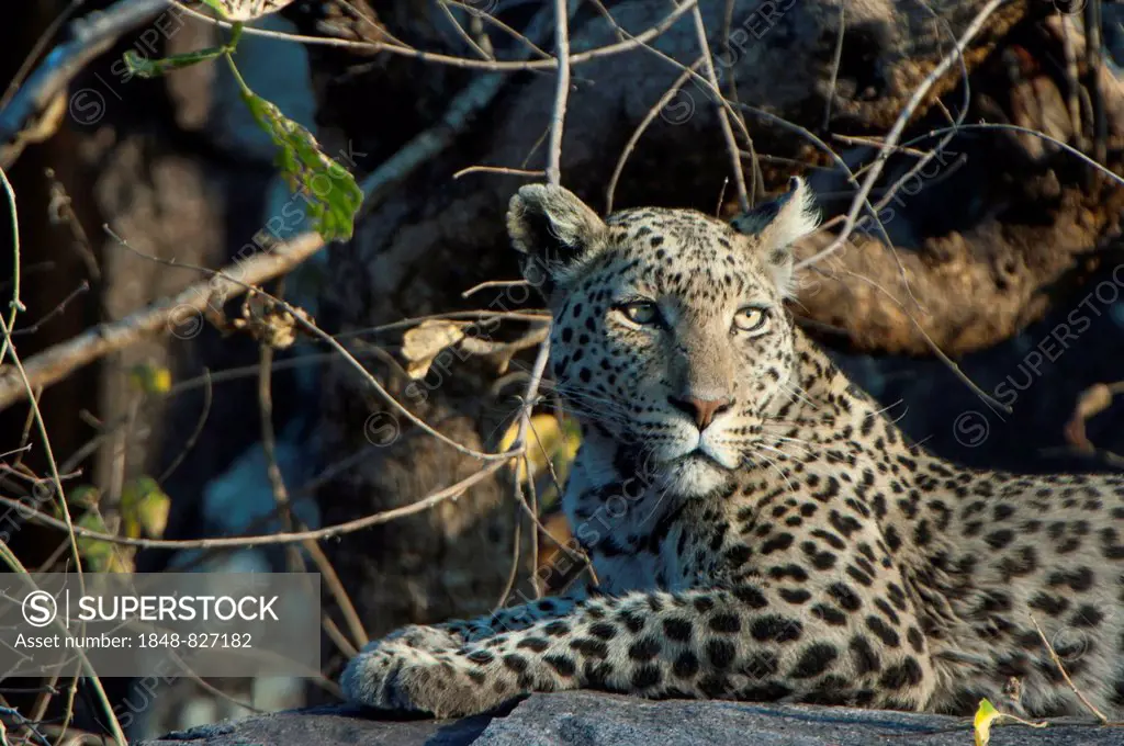 Leopard (Panthera pardus), Savute, Chobe National Park, Botswana