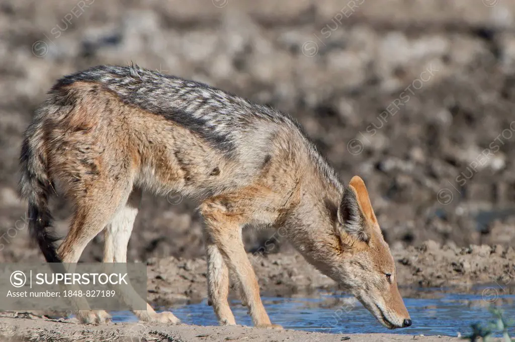 Black-backed jackal (Canis mesomelas) drinking at a waterhole, Kgalagadi Transfrontier Park, Northern Cape, South Africa