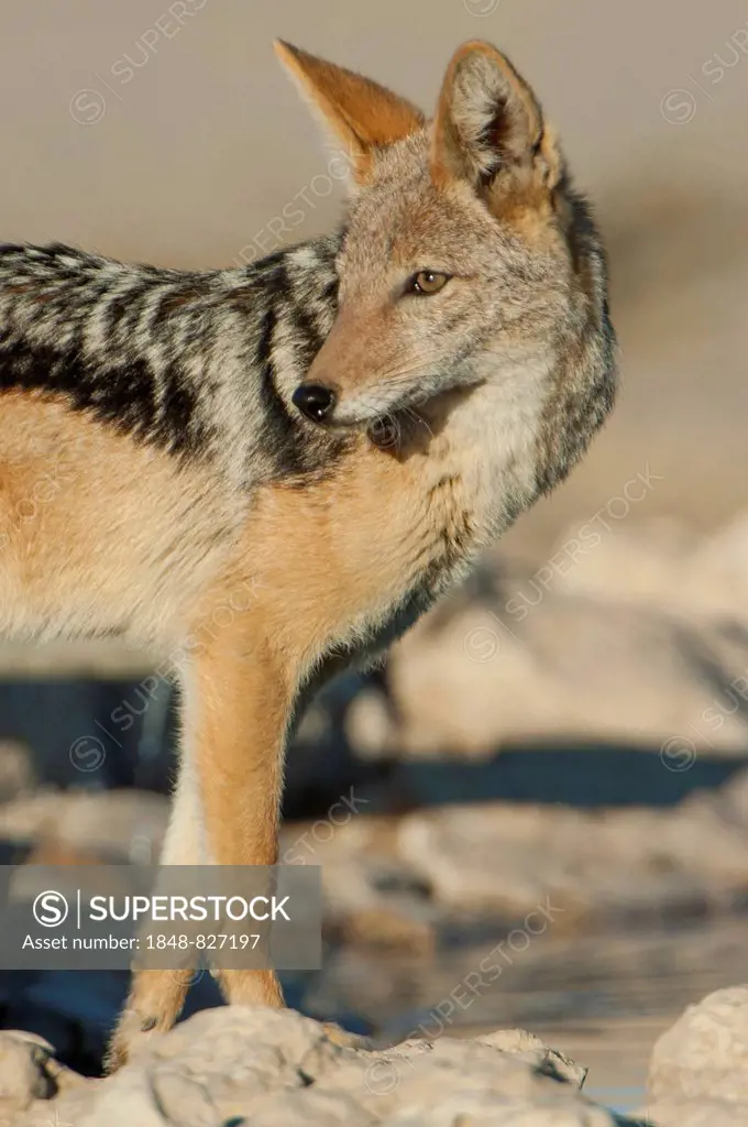 Black-backed jackal (Canis mesomelas), Kgalagadi Transfrontier Park, Northern Cape, South Africa