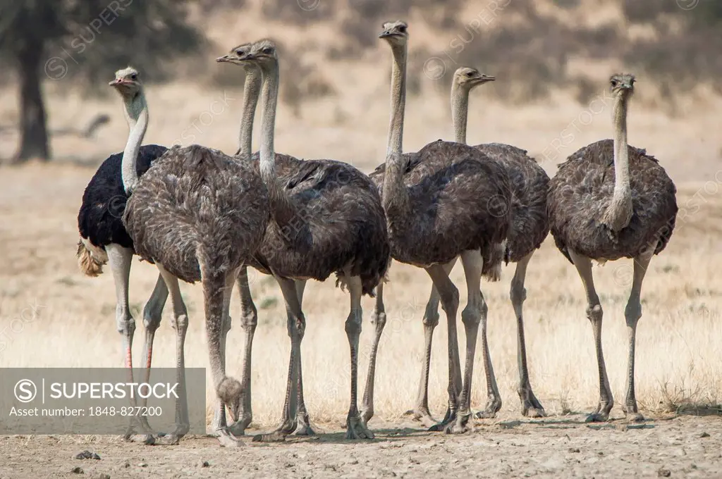 Ostriches (Struthio camelus), Kgalagadi Transfrontier Park, Northern Cape, South Africa