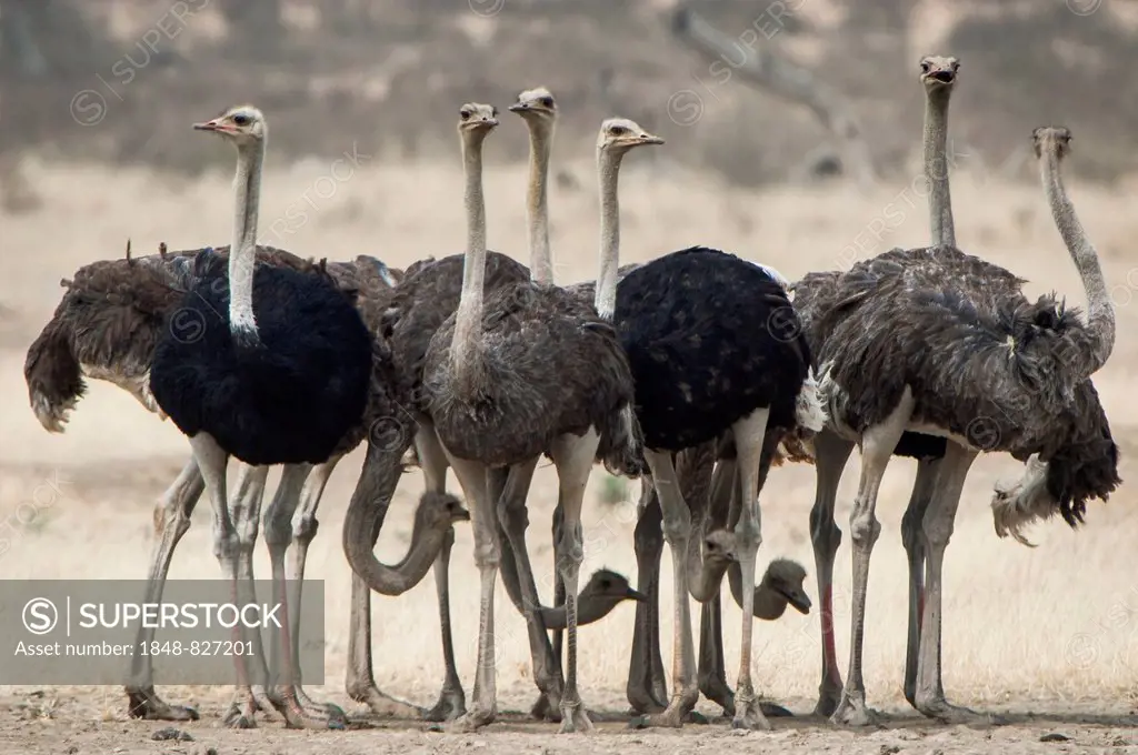 Ostriches (Struthio camelus), Kgalagadi Transfrontier Park, Northern Cape, South Africa