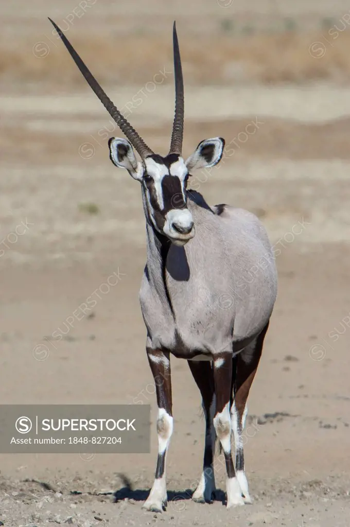 Gemsbok (Oryx gazella), Kgalagadi Transfrontier Park, Northern Cape, South Africa