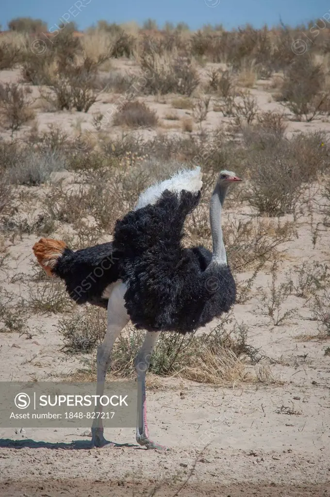 Ostrich (Struthio camelus), Kgalagadi Transfrontier Park, Northern Cape, South Africa