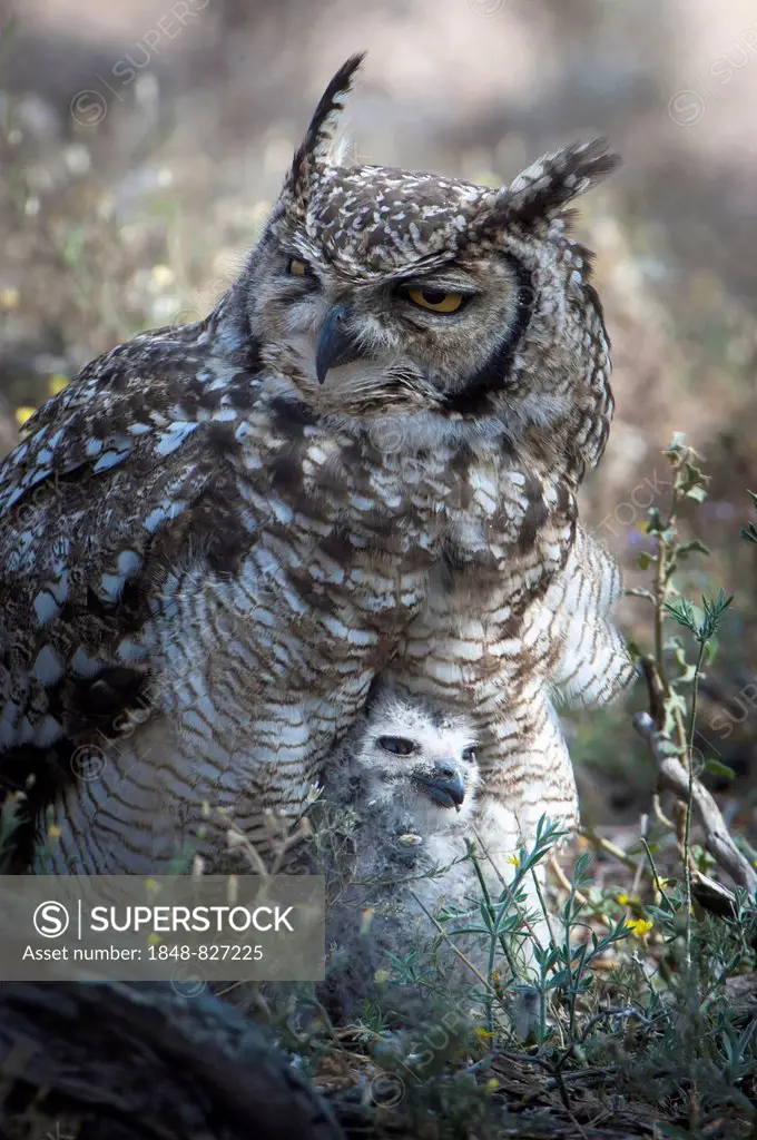 Spotted Eagle-Owl (Bubo africanus) with chick, Kgalagadi Transfrontier Park, Northern Cape, South Africa