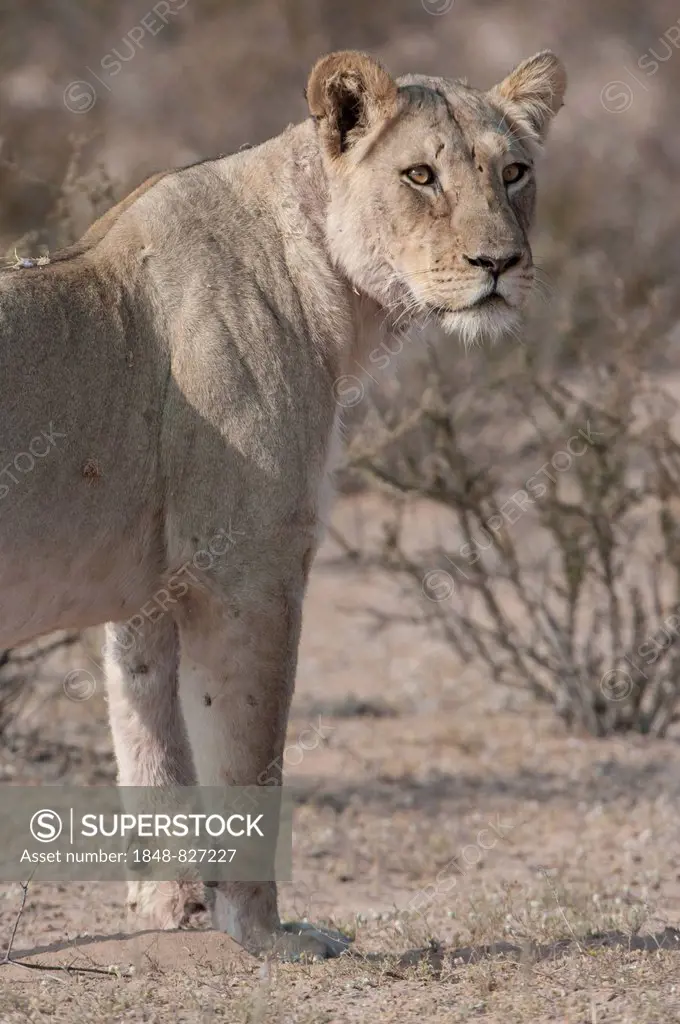 Lion (Panthera leo), Kgalagadi Transfrontier Park, Northern Cape, South Africa