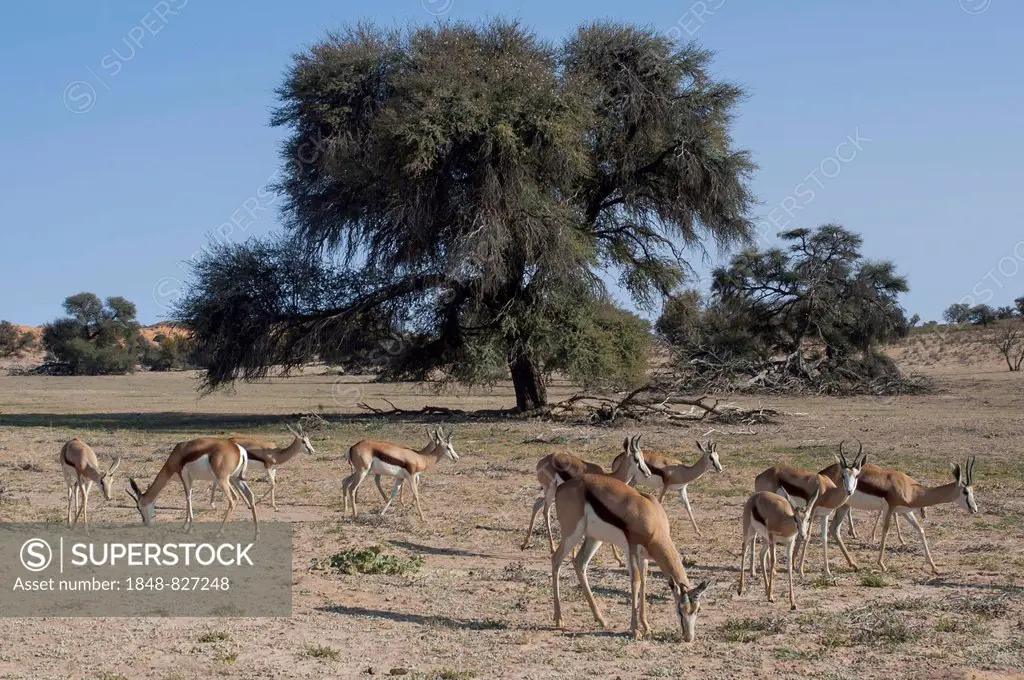 A herd of springboks (Antidorcas marsupialis) in the Nossob Valley, Nossob, Kgalagadi Transfrontier Park, Northern Cape, South Africa