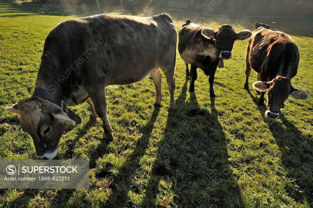 Brown cow in the early morning backlight on the pasture, Weitnau, Upper Allgaeu, Bavaria, Germany