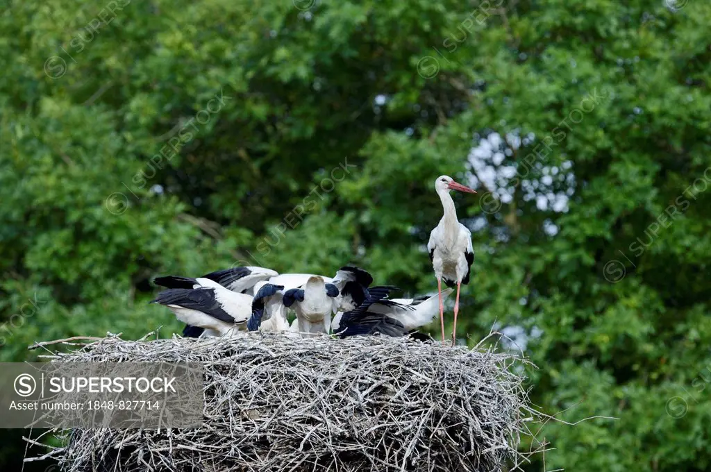 White storks (Ciconia ciconia), adult and young birds on a nest, Germany
