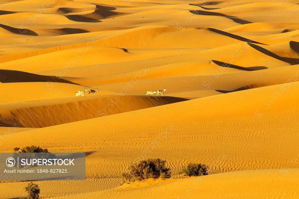 Sand dunes, Springbok (Antidorcas marsupialis), desert, Dubai, United Arab Emirates, Asia