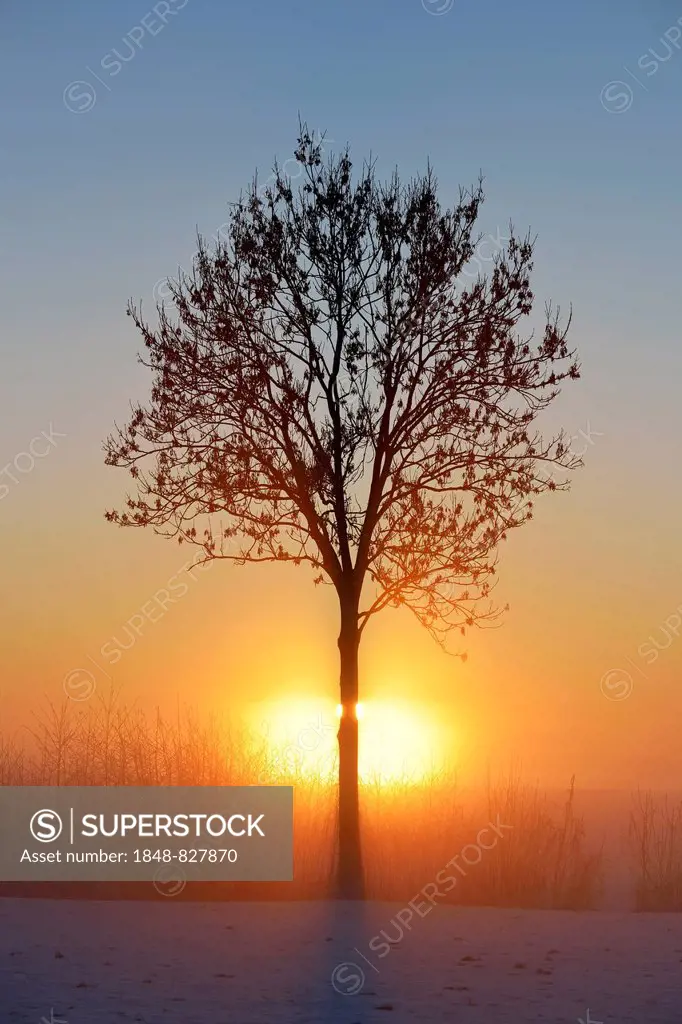 European Ash (Fraxinus excelsior), in the fog, in the light of the setting sun, Canton Aargau, Switzerland