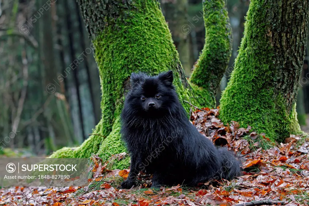 Black Pomeranian sitting in foliage, Germany