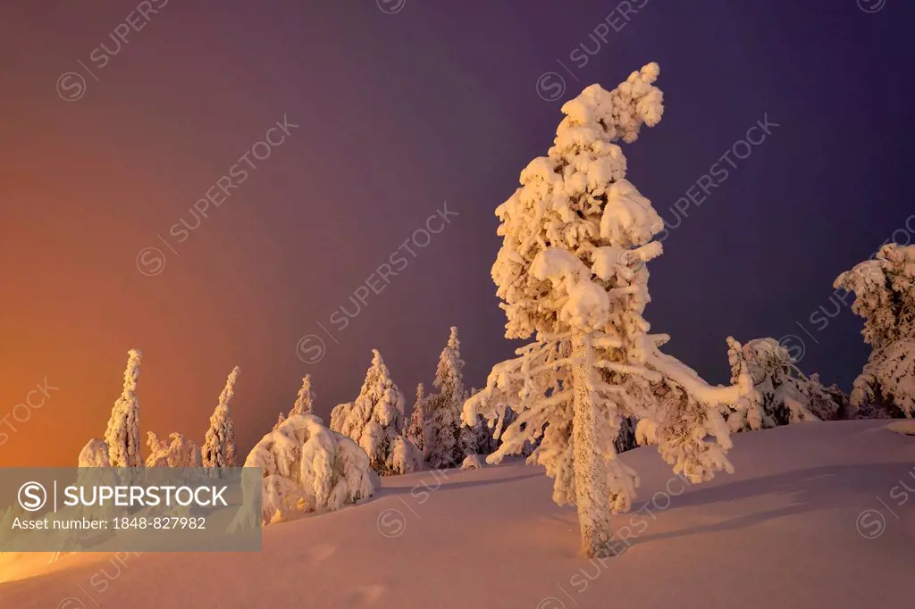 Trees in a snow-covered winter landscape, Iso Syöte, Lapland, Finland