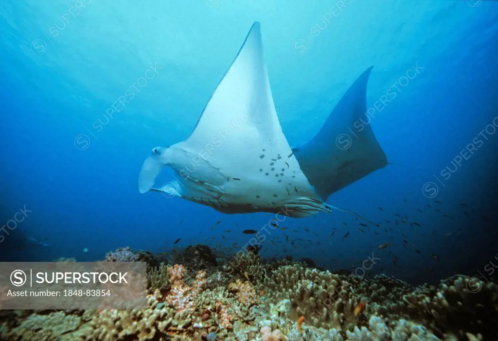 Giant Manta Ray (Manta birostris) and coral, underwater photograph, Indian Ocean