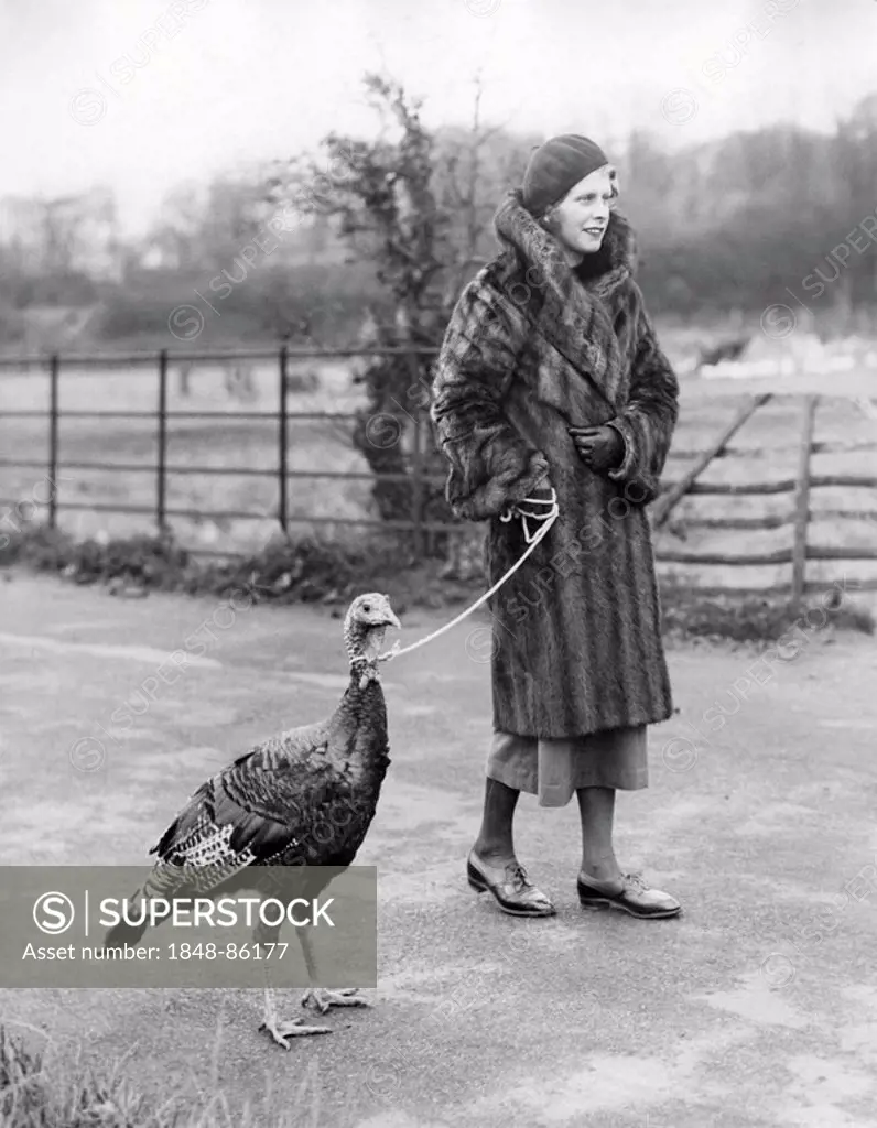 Woman taking a turkey for a walk, historic picture from about 1955