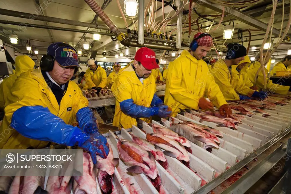 Wild Salmon processing, salmon factory, Alaska, USA, North America
