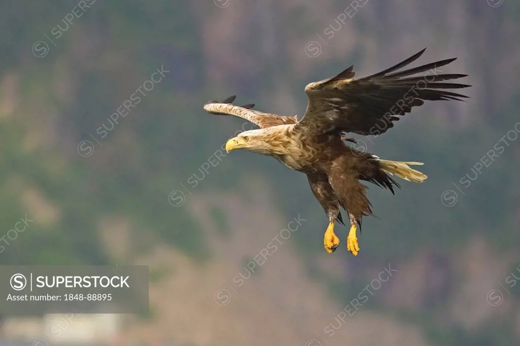 White-tailed Sea Eagle (Haliaeetus albicilla), flying
