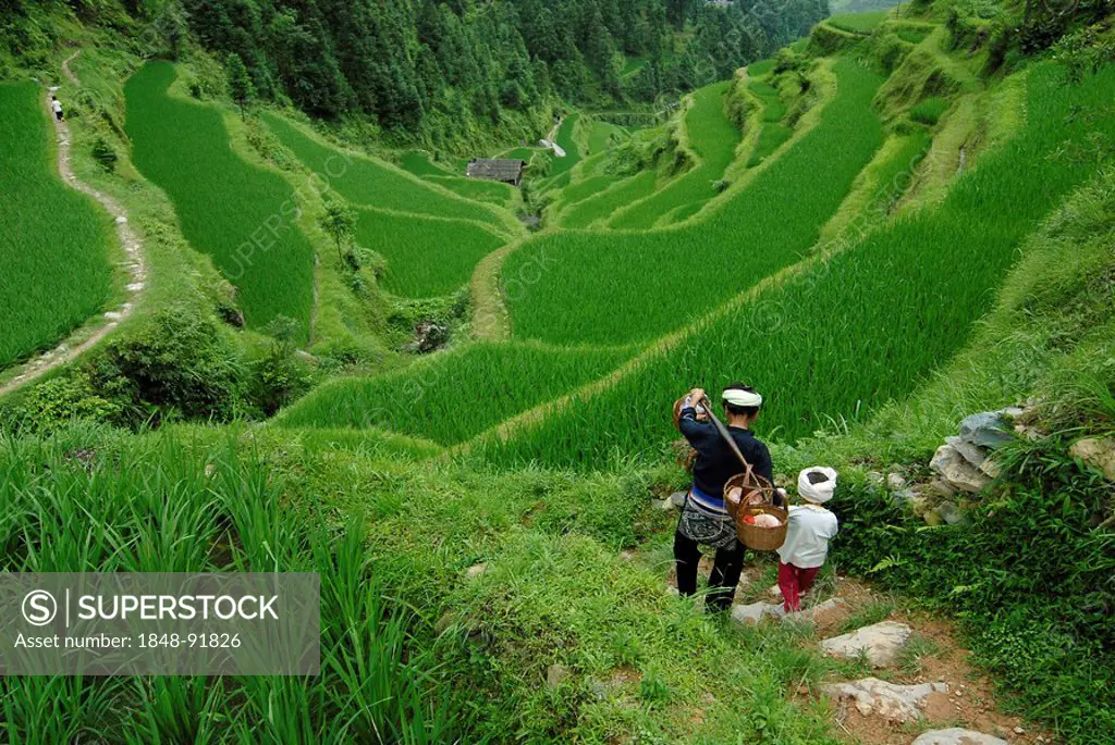 Dong woman and child, minority people, working in rice paddy, Tang An, Guizhou, Southern China, China, Asia