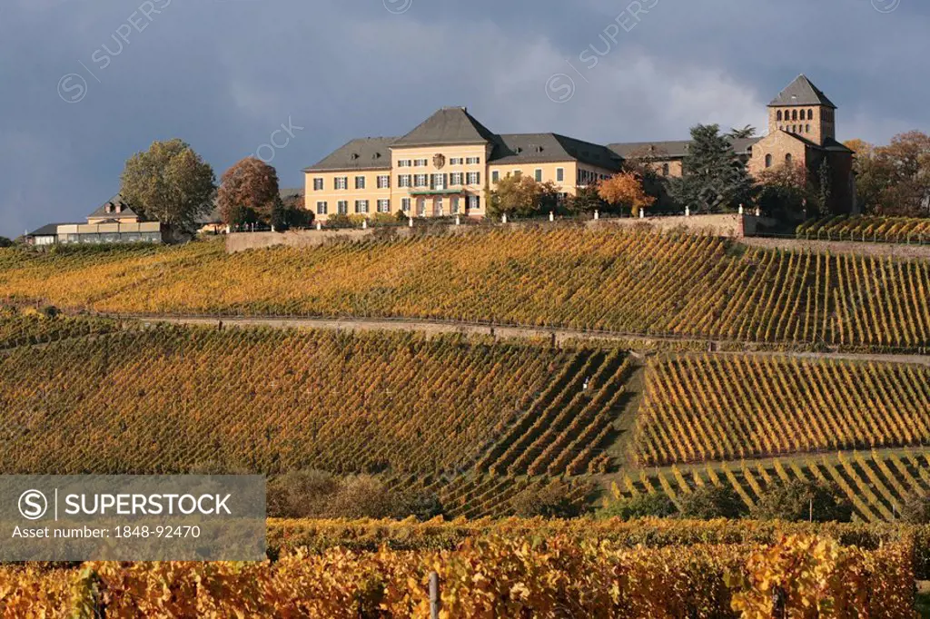 Winery Schloss Johannisberg above the autumnal coloured vineyards near Geisenheim, Rheingau, Rhine District, UNESCO World Heritage Site, Middle Rhine ...