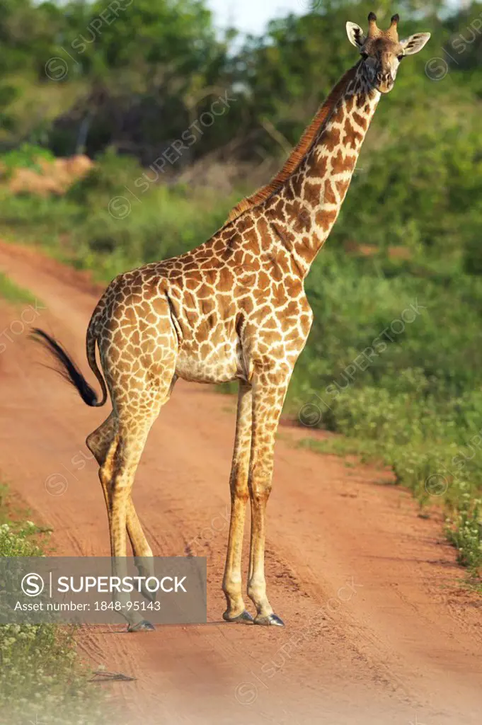 Masai giraffe (Giraffa camelopardalis tippelskirchi), Shimba Hills Nature Reserve, Tanzania, Africa