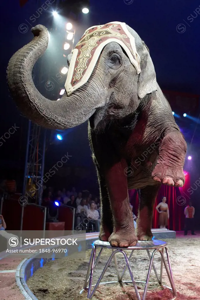 Elephant, show of the circus Knie with its 2009 program c'est magique in the Rosental-Anlage venue in Basel, Switzerland, Europe