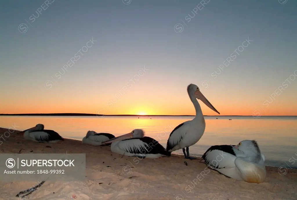 Pelicans (Pelecanidae) resting at the beach in Monkey Mia, Western Australia, Australia