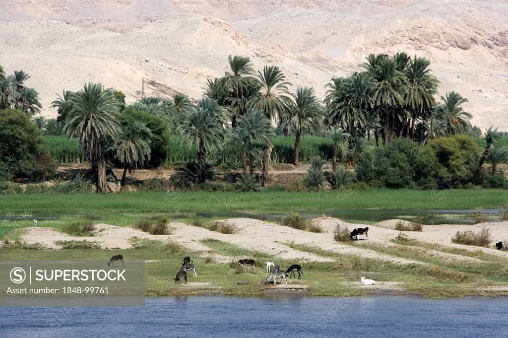 The Nile between Luxor and Esna, Egypt, Africa