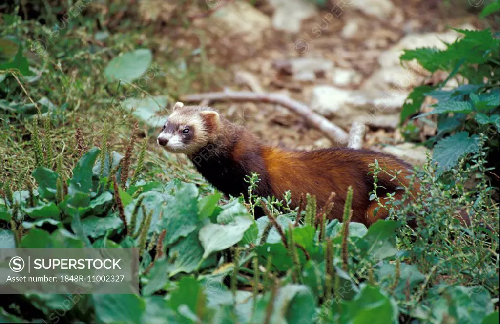 Polecats and ferrets