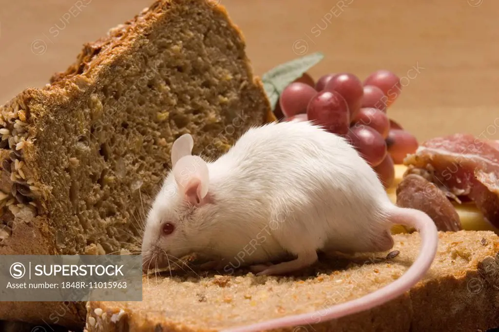 Mouse on a slice of bread