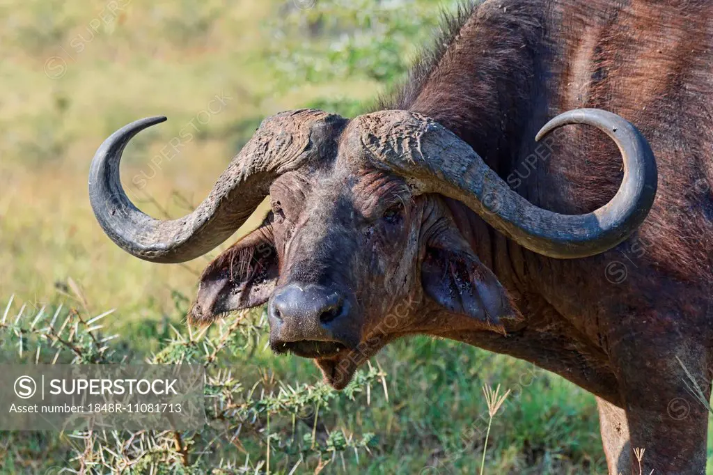 Cape buffalo (Syncerus caffer), Kenya